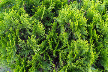 Green Leaves texture for backgrounds