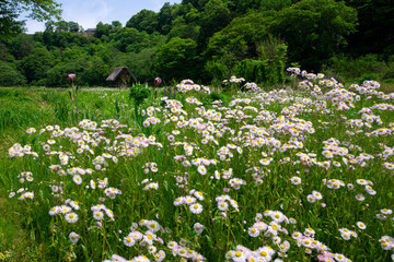 Flower field with traditional house
