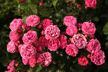 Rosier rose à petites fleurs denses