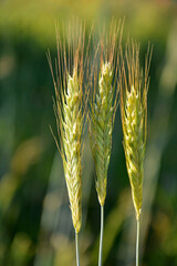 Żyto zwyczajne, dwa kłosy żyta, Secale cereale, Rye, three ears of rye on the field © kateej