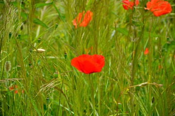 Mak polny na rozmyym tle, mak na łace, Papaver rhoeas, common poppy, corn poppy, corn rose, field poppy, Flanders poppy, red poppy