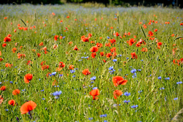 czerwone maki i niebieskie chabry na łące, pole maków, red poppies and blue cornflowers in the...