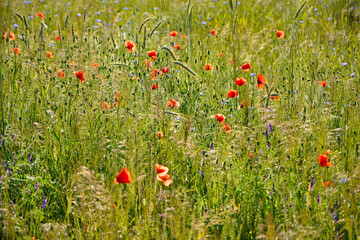 czerwone maki i niebieskie chabry na łące, pole maków, red poppies and blue cornflowers in the meadow, field of poppies, Colorful flower meadow with poppies and cornflowers, Papaver rhoeas, Centaurea  © kateej