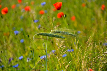 Żyto zwyczajne, dwa kłosy żyta na tle pola z makami i chabrami, Secale cereale, Rye, two ears of rye on the field, two ears of rye against the background of a field with poppies and cornflowers  © kateej