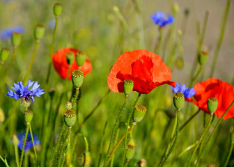 czerwone maki i niebieskie chabry na łące, pole maków, red poppies and blue cornflowers in the meadow, field of poppies, Colorful flower meadow with poppies and cornflowers, Papaver rhoeas, Centaurea  © kateej