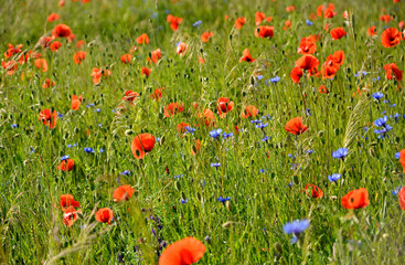 czerwone maki i niebieskie chabry na łące, pole maków, red poppies and blue cornflowers in the...