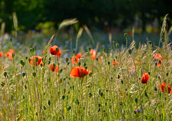 czerwone maki i niebieskie chabry na łące, pole maków, red poppies and blue cornflowers in the meadow, field of poppies, Colorful flower meadow with poppies and cornflowers, Papaver rhoeas, Centaurea	