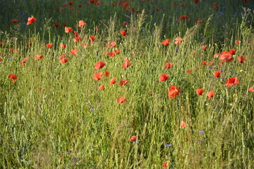 czerwone maki i trawy na łące, pole maków, red poppies and blue cornflowers in the meadow, field of poppies, Colorful flower meadow with poppies and cornflowers, Papaver rhoeas, Centaurea	