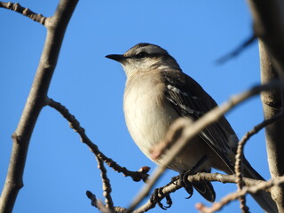 Calandria ave cantora posada en un árbol de álamo blanco.