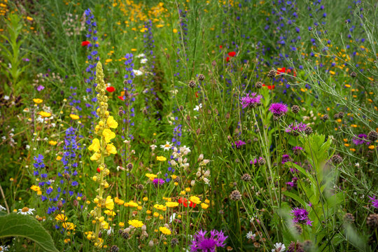Blumenwiese mit heimischen Wildpflanzen zur F&ouml;rderung der Artenvielfalt und Biodiversit&auml;t, Wiese mit K&ouml;nigskerzen, gew&ouml;hnlicher Natternkopf, Kratzdistel, Klatschmohn, Margeritte