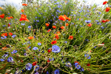 Blumenwiese mit heimischen Wildpflanzen zur Förderung der Artenvielfalt und Biodiversität, Wiese mit Klatschmohn, Kornblumen und Margeriten - naturnahe Gestaltung von Grünflächen