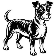 black and white puppy