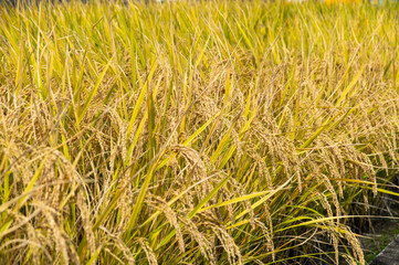 収穫間近の稲穂