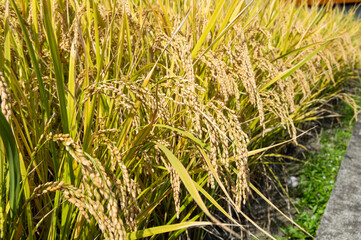 収穫間近の稲穂