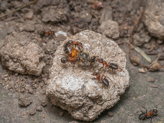 Nahaufnahme einer Gruppe Waldameisen (Formica polyctena) die versucht eine erbeutete Wildbiene in ihr Nest zu transportieren.