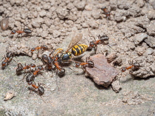 Nahaufnahme einer Gruppe von Ameisen (Formica polyctena), die eine Wespe erbeutet haben. Die Waldameisen versuchen, die Wespe in ihr Nest zu tragen.
