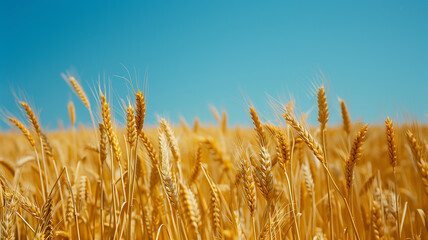 Fototapeta premium A golden wheat field under a deep blue sky, with the stalks swaying gently in the breeze