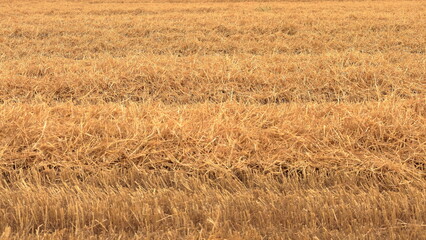 Un campo di grano appena tagliato.