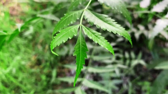 Closeup nature scene with green nym leaves and background.