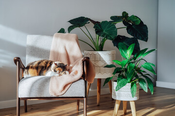 Multicolor cat pet sleeping on retro style armchair in modern scandinavian interior with many green...