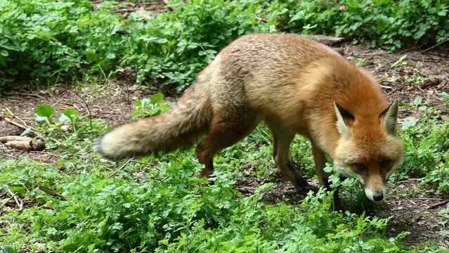 Rotfuchs im Wald