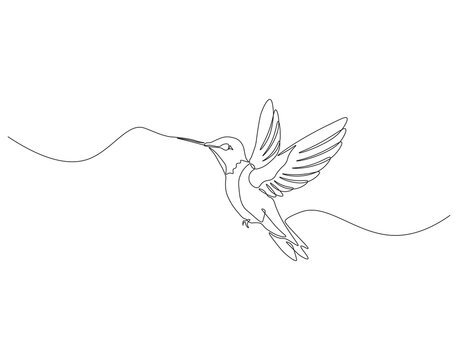 recommend clip art: Continuous one line drawing of flying hummingbird. One line drawing illustration of colibri. Flying animal concept Single line. Editable outline.