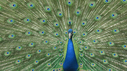 Obraz premium A peacock with its tail feathers fully fanned out, displaying vibrant blue, green, and gold hues with intricate eye-like patterns. The bird stands proudly, showcasing its elaborate plumage