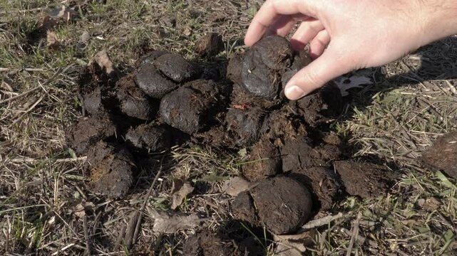 Male Hand Picks Up Poop From The Grass
