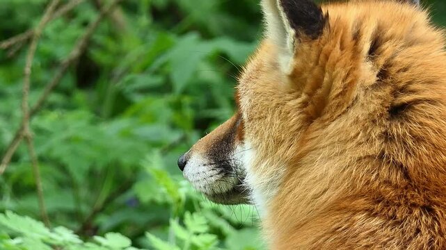 Rotfuchs im Wald