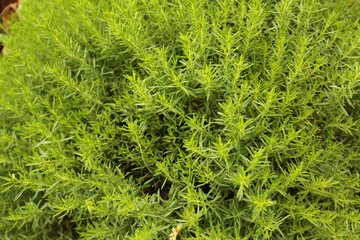 sariette des montagnes