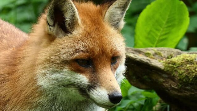 Rotfuchs im Wald