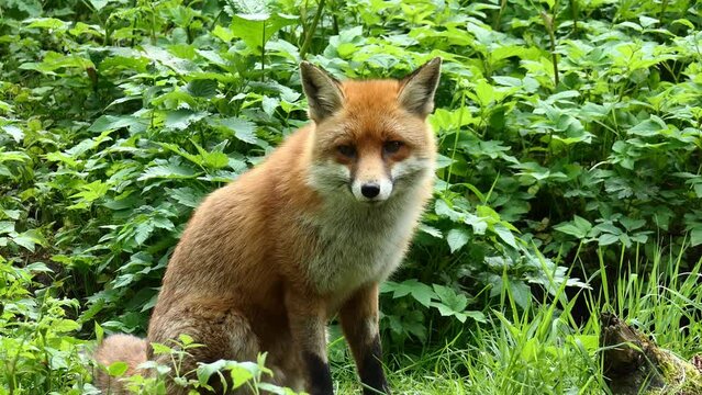 Rotfuchs im Wald