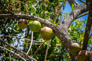 Coconuts on Coconut Tree, Nicaragua
