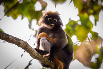 Leaf Monkeys or Dusky Langur and mother who are living in the forest,