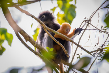 Leaf Monkeys or Dusky Langur and mother who are living in the forest,