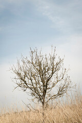 Bare tree in the field