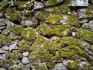 Background texture with mossy stone wall