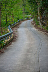 Serene Pathway: A Beautiful Road Through Dense Nature