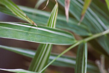 aloe vera plant in the garden