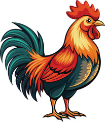 rooster isolated on a white background