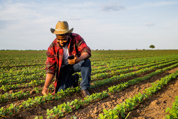 Fototapeta premium Young farmer using mobile phone in his growing soybean field. 