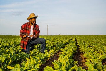 Fototapeta premium Young farmer is writing notes in his growing spinach field. 
