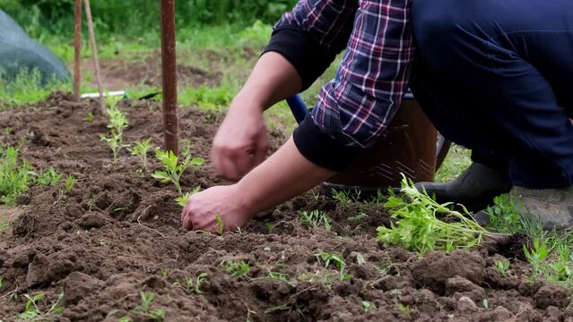 A man plants cabbage seedlings in a garden bed. Planting young plants in open ground, organic farming.