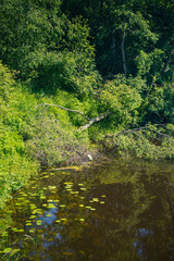 Quiet River with Lily Pads and Overhanging Green Vegetation. Tranquil Nature Scene Capturing the Beauty of a Forest River.