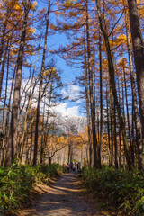 Fototapeta premium 上高地の紅葉・梓川近くの林道（日本、長野県）