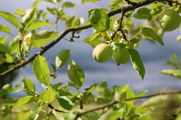 Green unripe apples on a branch in the garden.  Gardening.