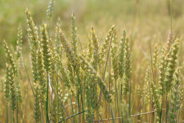 Green ears of unripe wheat. Cultivation of wheat.