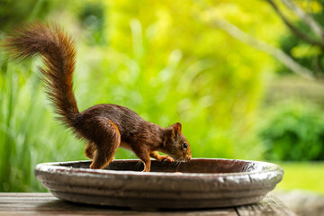 Garten-Eichhörnchen