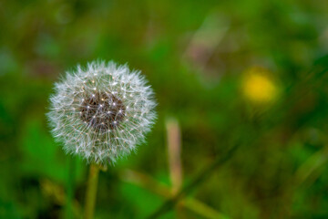 Ethereal Whispers: Macro Photo of a Dandelion