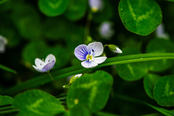 Naklejka premium Nature's Elegance: Macro Photo of a Flower